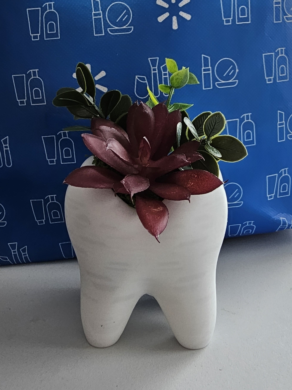 White Tooth-Shaped Ceramic Planter with Burgundy Succulent